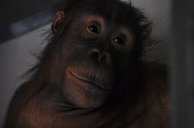 Kasih, a Bornean Orangutan